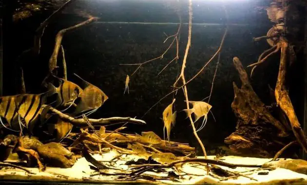 South American Fish For Aquarium That Native To Blackwater