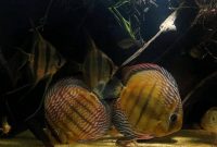 South American Fish For Aquarium That Native To Blackwater