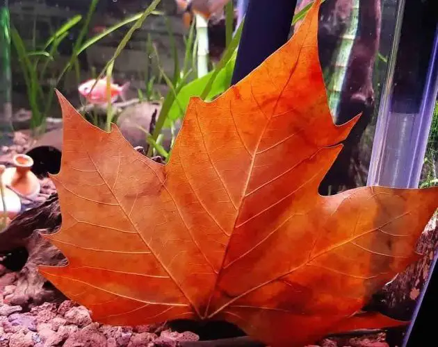 The Best Leaf Litter For Dark Water Aquarium