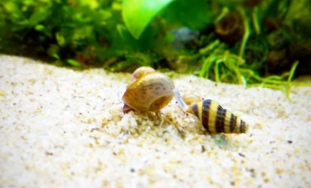 Clea Helena The Assassin Of Aquarium Pest Snails