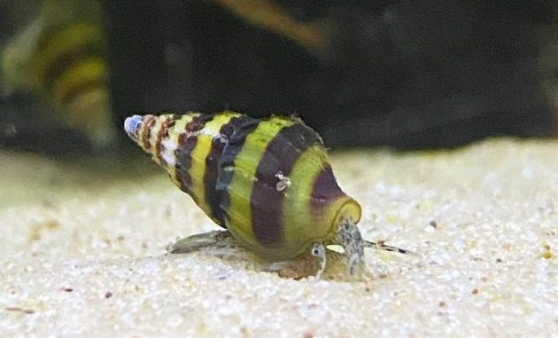 Clea Helena The Assassin Of Aquarium Pest Snails