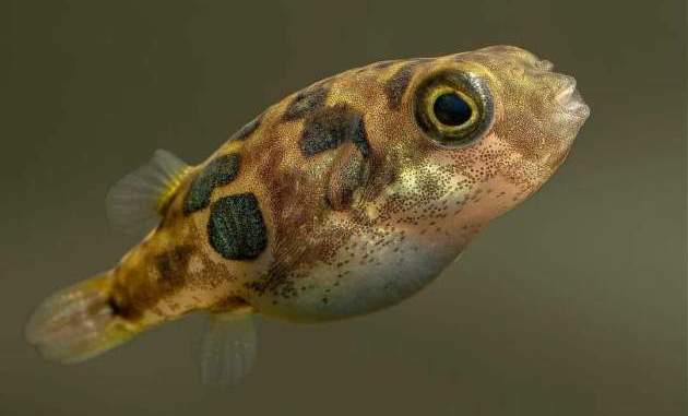 Carinotetraodon Travancoricus The Smallest Freshwater Puffer Fish