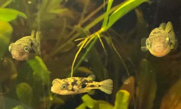 Carinotetraodon Travancoricus The Smallest Freshwater Puffer Fish