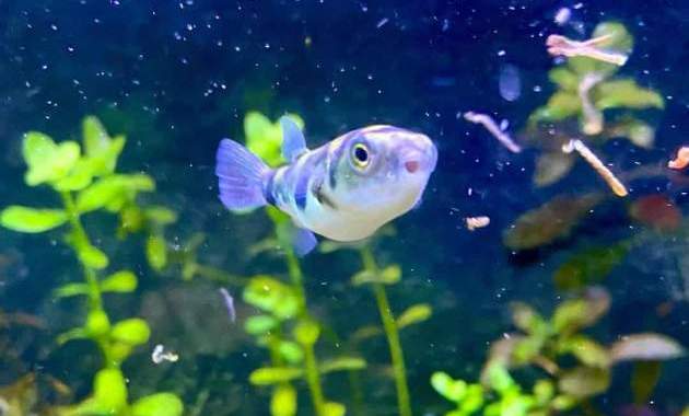 Freshwater Amazon Pufferfish Caresheet