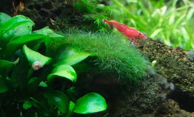 A Little Cherry Shrimp Eating The Branched Algae