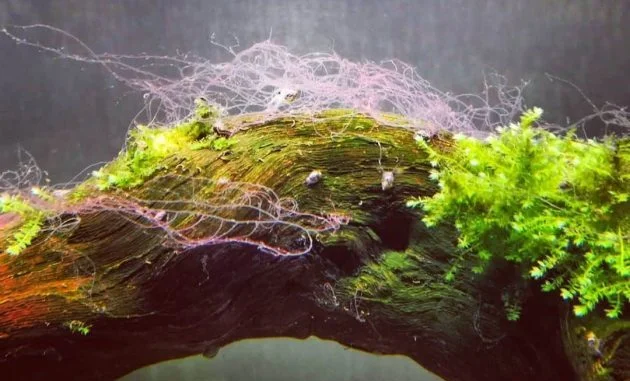 A Staghorn Algae Clump Attaching On Driftwood