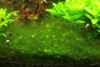 Cladophora Algae Clump Growing On The Aquarium Substrate