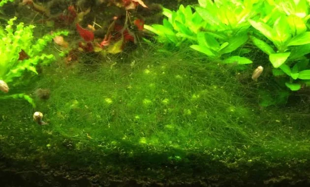 Cladophora Algae Clump Growing On The Aquarium Substrate