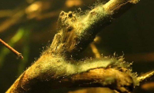 Oedogonium Algae Attaching On Wood