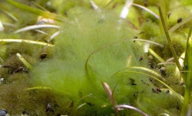 A Clump Of Rhizolonium Algae That Look Like A Cotton Candy