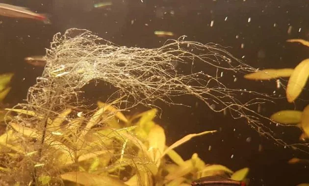 Long Form Of Spirogyra Algae Inside Blackwater Tank