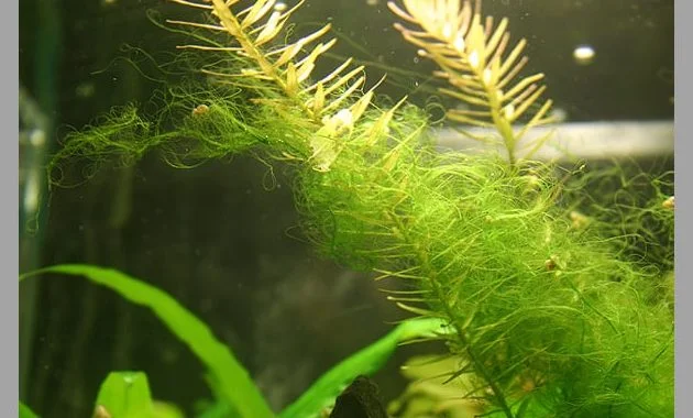 A Massive Spirogyra Algae Attaching On Aquatic Plants