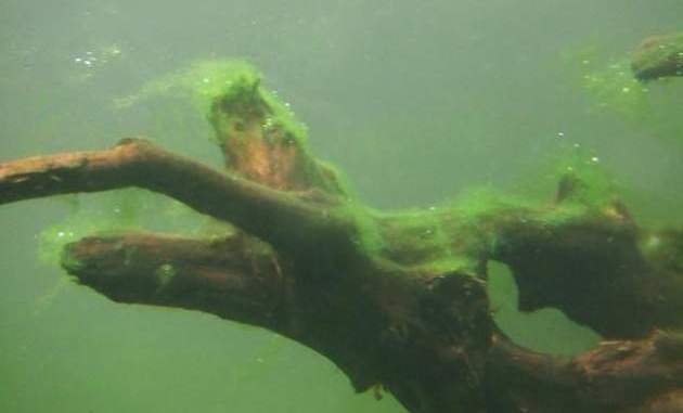Rhizoclonium Algae Attaching On Driftwood