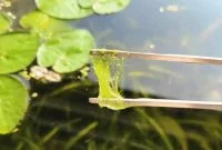 Slimy Texture Of Spirogyra Algae