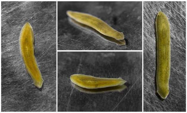 Dugesia Planaria Flatworms Appearance