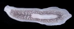 White Planaria Flatworms Or Procotyla Fluvitalis