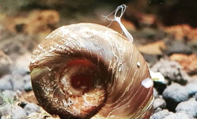 A Strange Creature Called Hydra, Hitchhiking On A Snail Shell